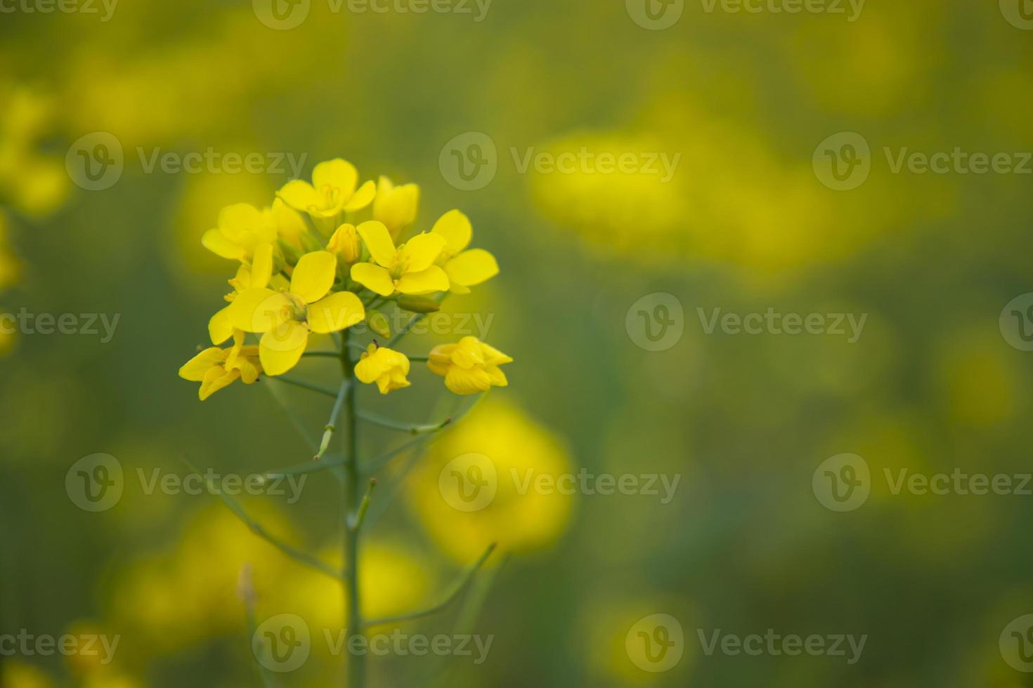 Close-up Focus A Beautiful  Blooming  Yellow rapeseed flower  with blurry background photo