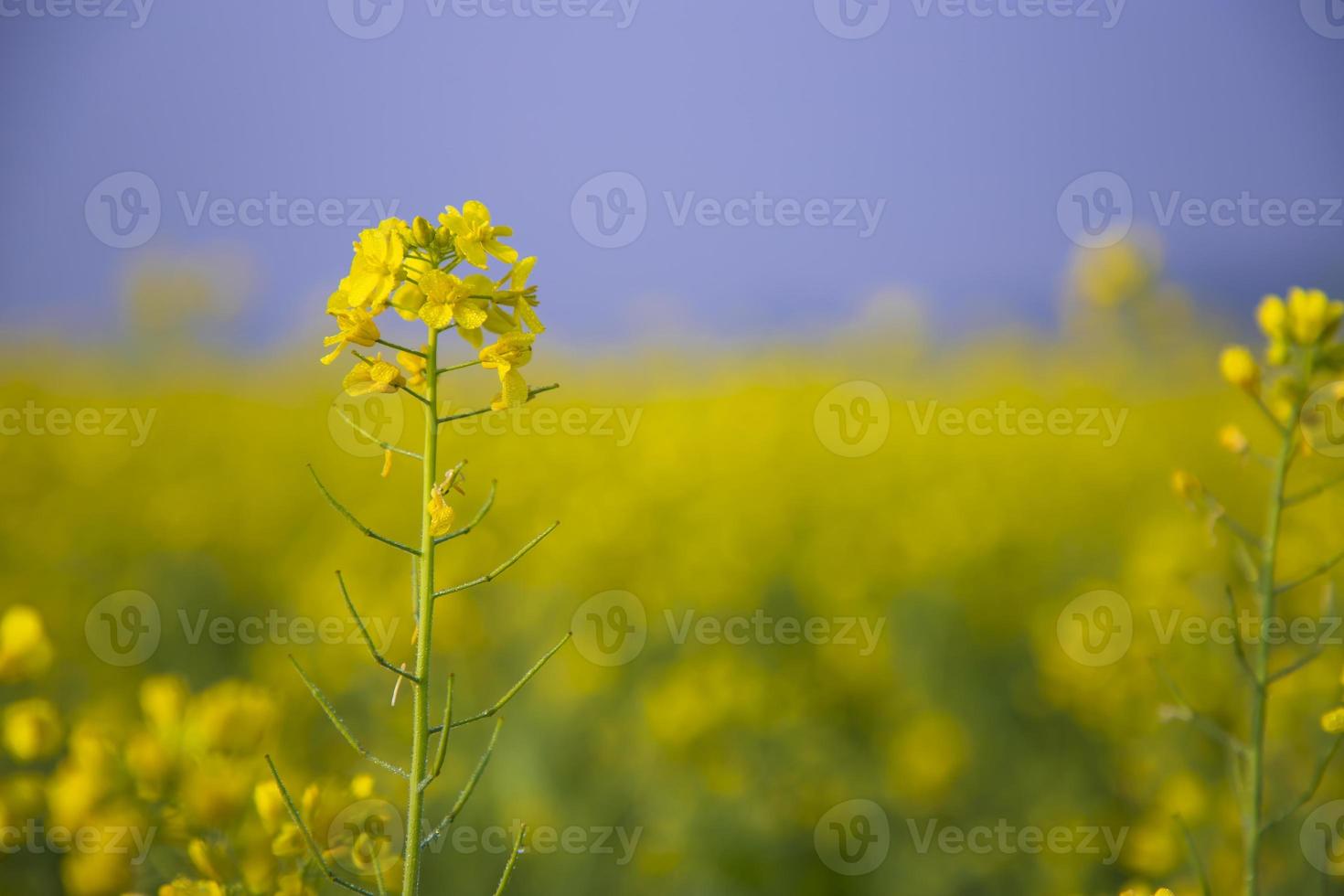 Close-up Focus A Beautiful  Blooming  Yellow rapeseed flower  with blurry background photo