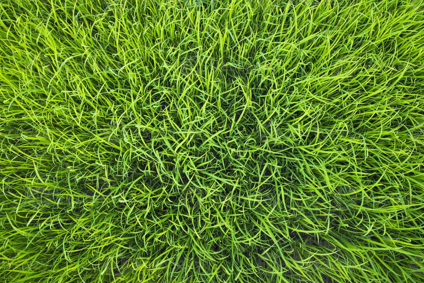 Green Rice seedlings plant texture background wallpaper photo