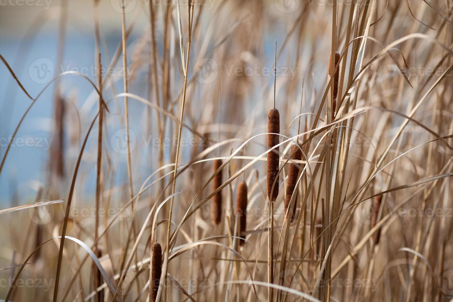 dried reeds is growing near the lake photo