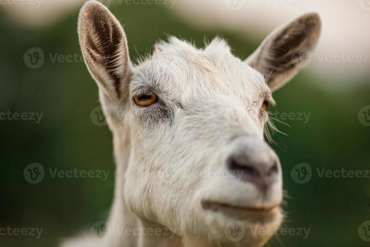 beautiful portrait of goat photo