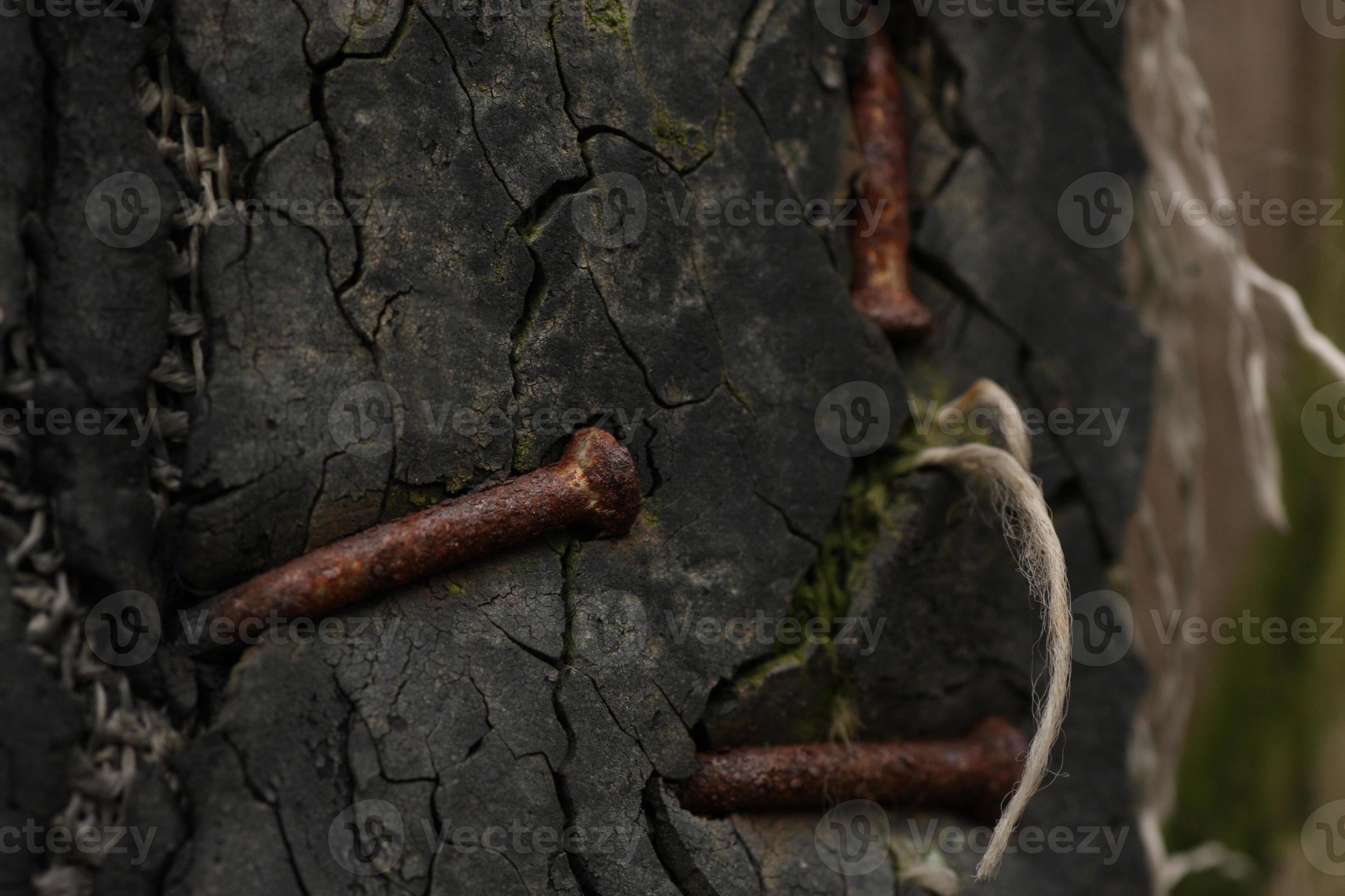 rusty bent nails hammered into an old scratched board. 16342943 Stock