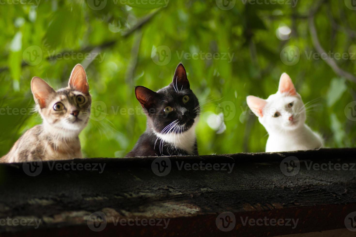 tres gatos están mirando con interés foto