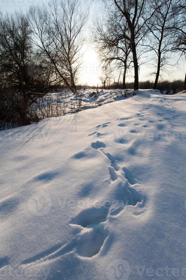 footprints in the snow from human shoes in a snowy winter. photo