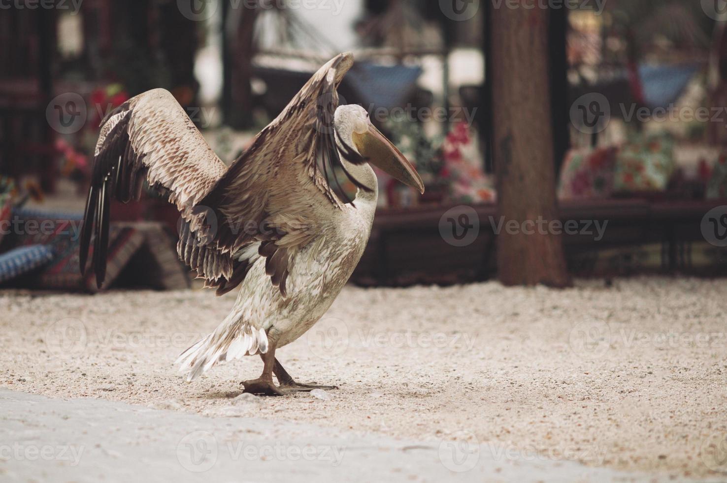 a beautiful pelican on a city street walks down the street. photo