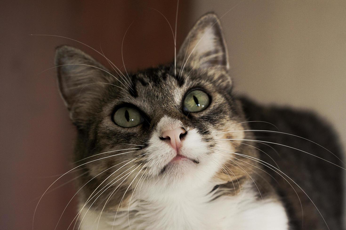 portrait of cute green-eyed fluffy kitten photo