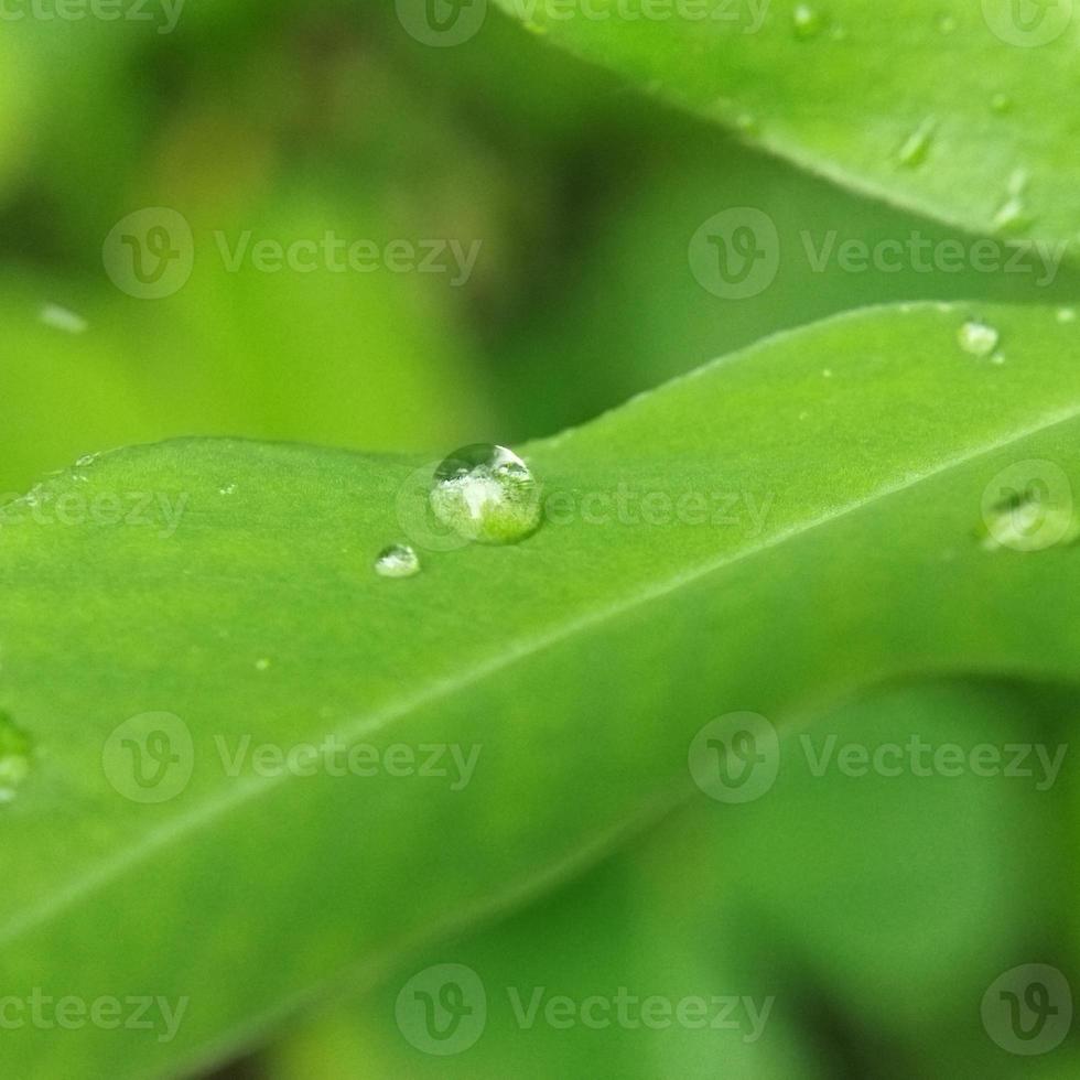 Raindrops on the leaf photo