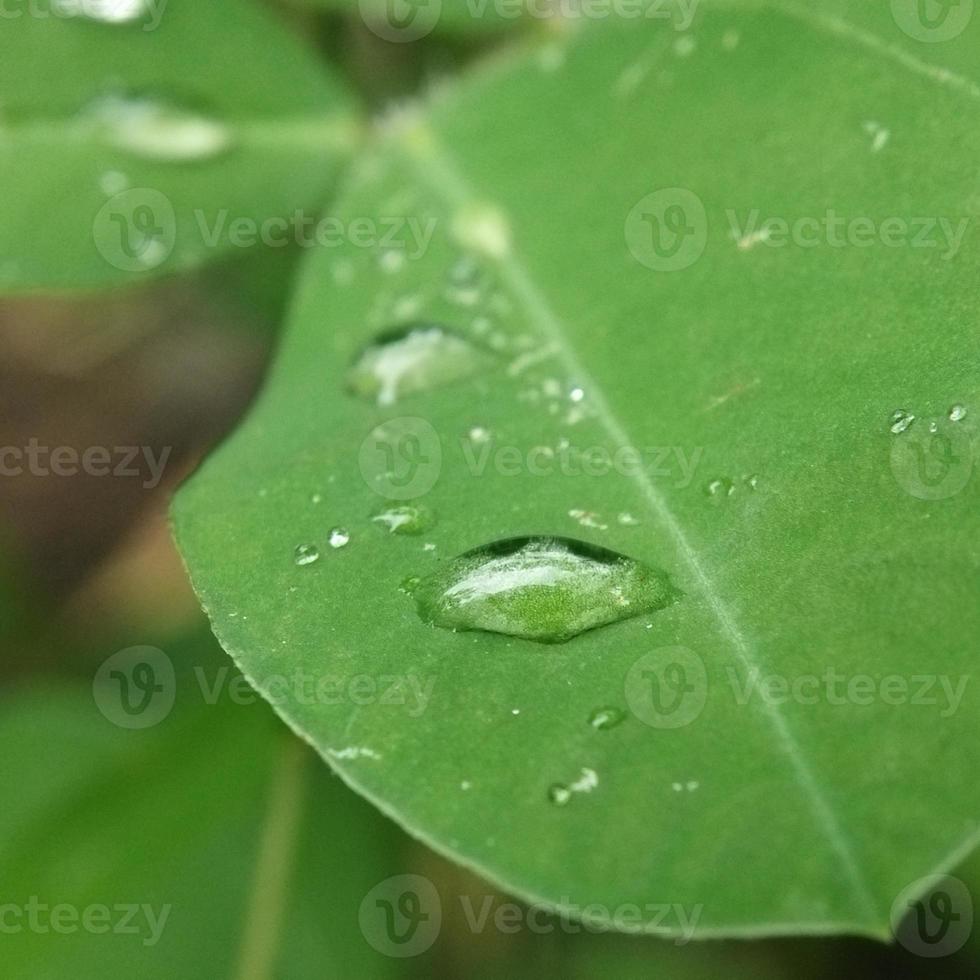 Raindrops on the leaf photo