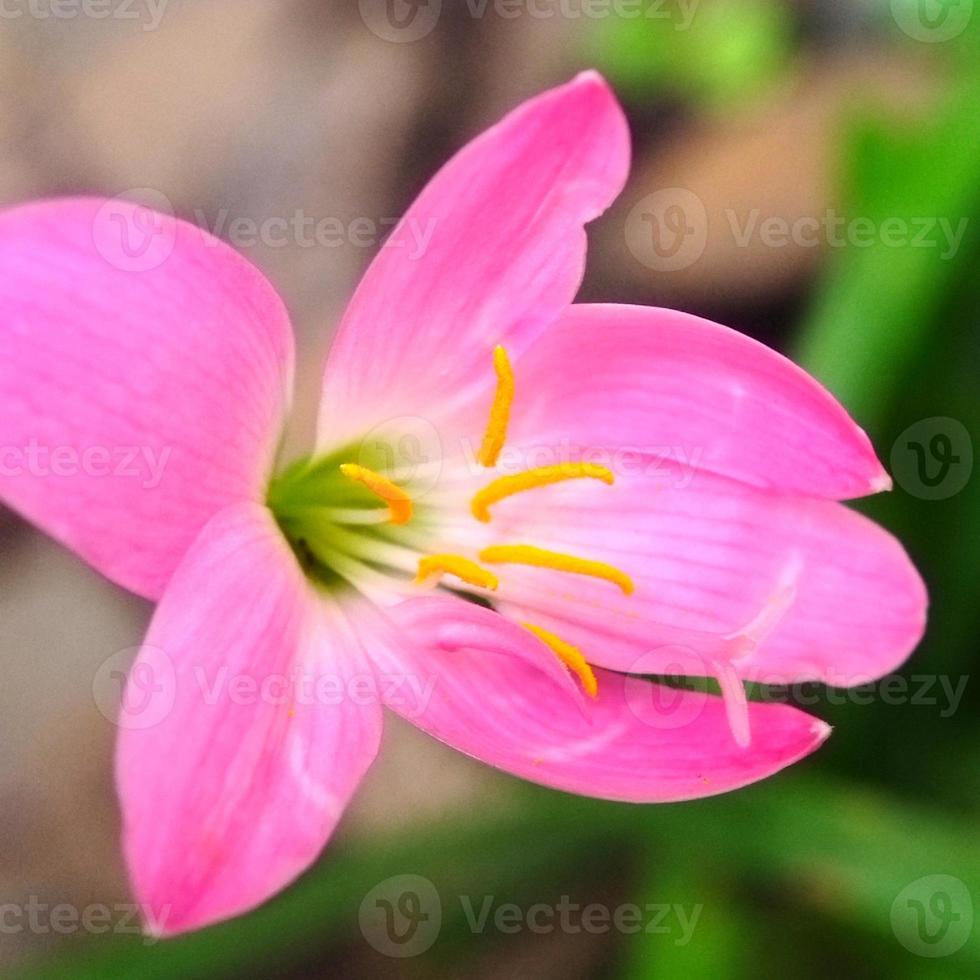 Zephyranthes carinata or rosepink zephyr lily photo