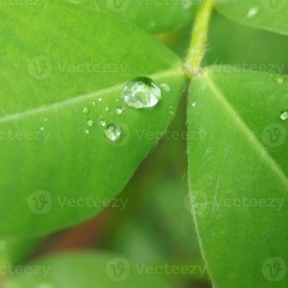 Raindrops on the leaf photo