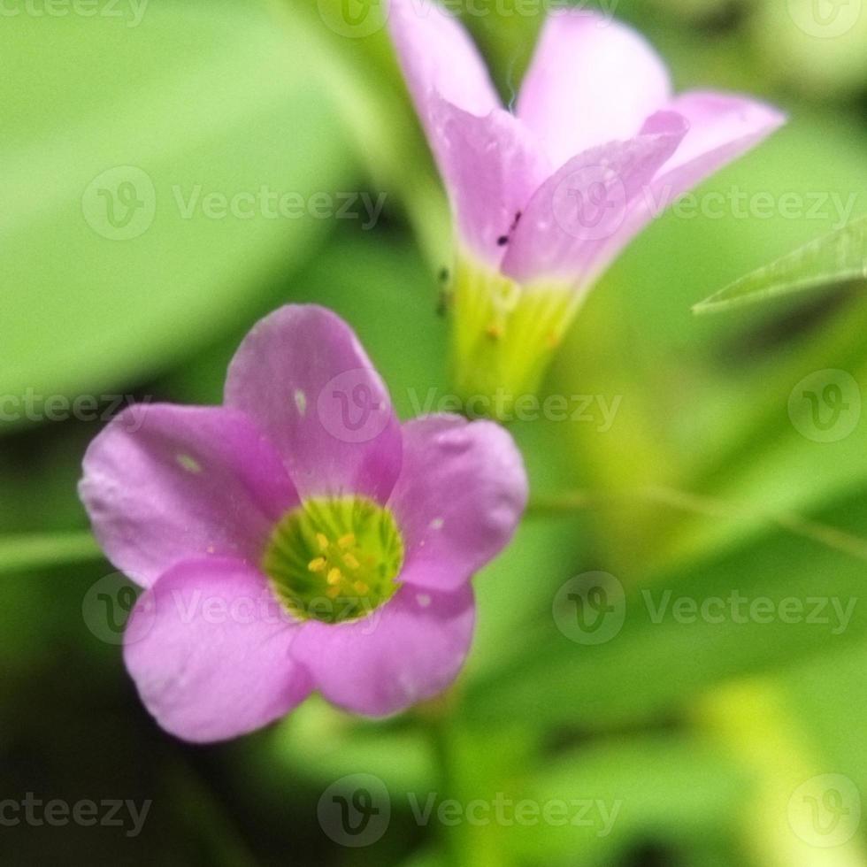 Closeup of Oxalis latifolia photo