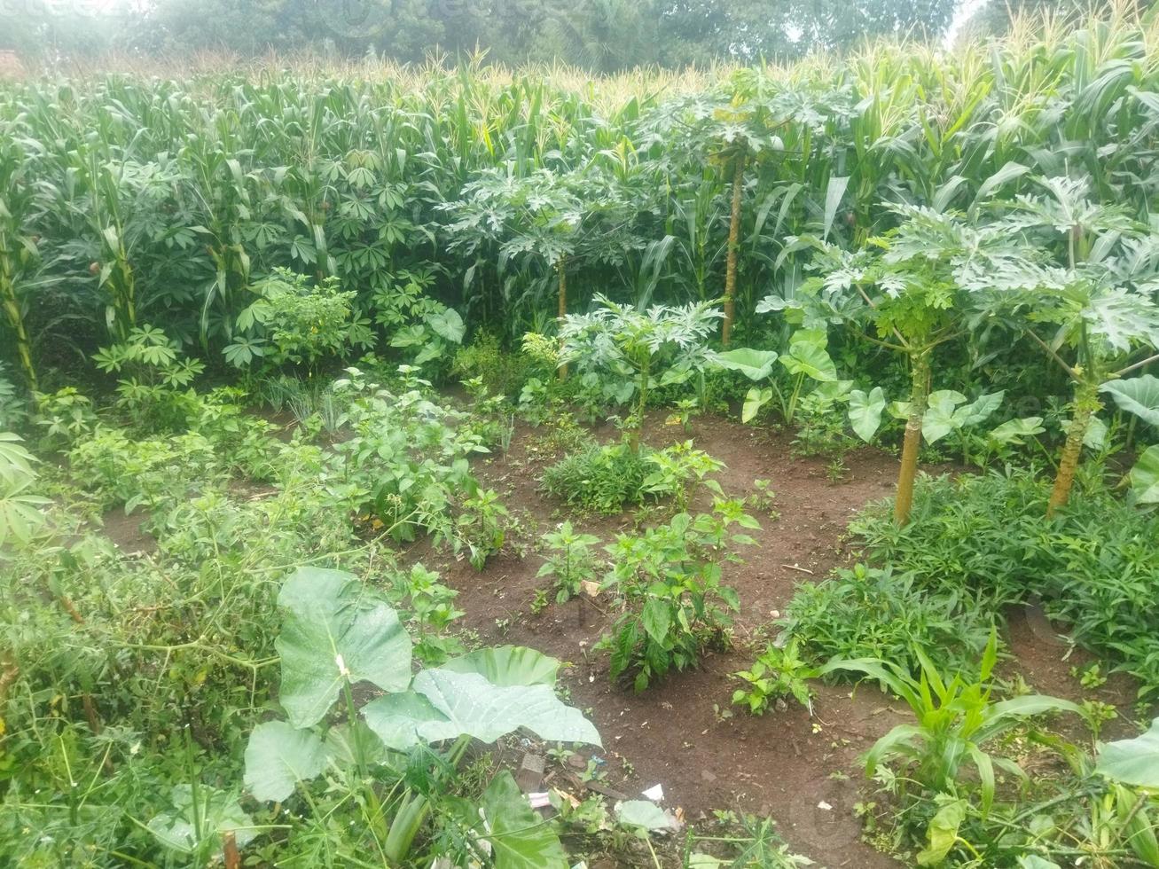 garden in the countryside photo