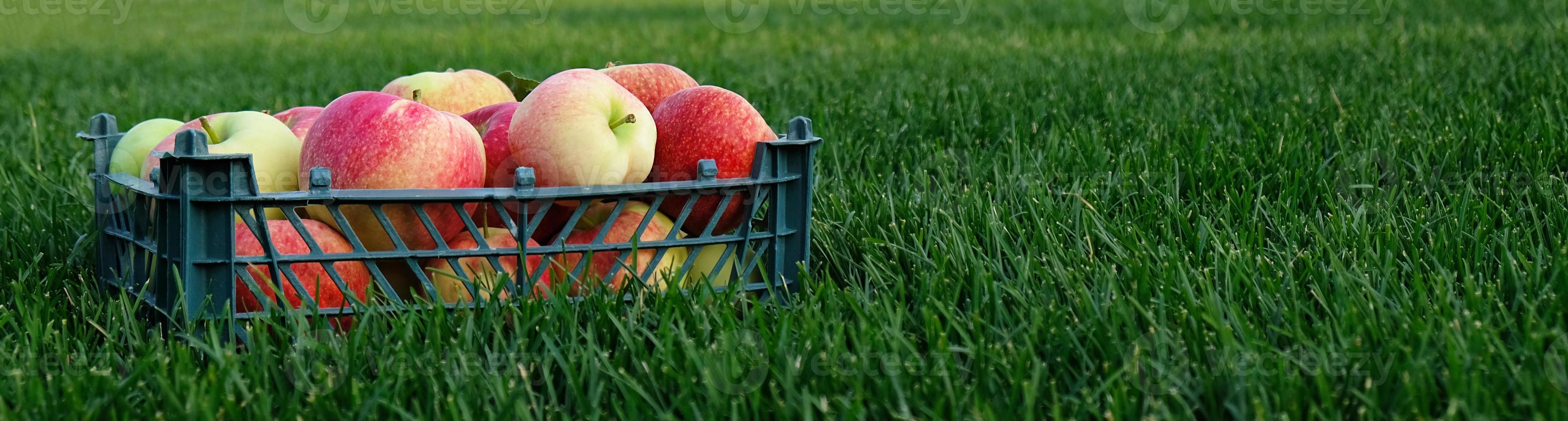 Red yellow apples in a plastic crate on the green grass. Harvesting fruit in garden at autumn, harvest festival season. Apples from organic farm. Template for advertising. photo