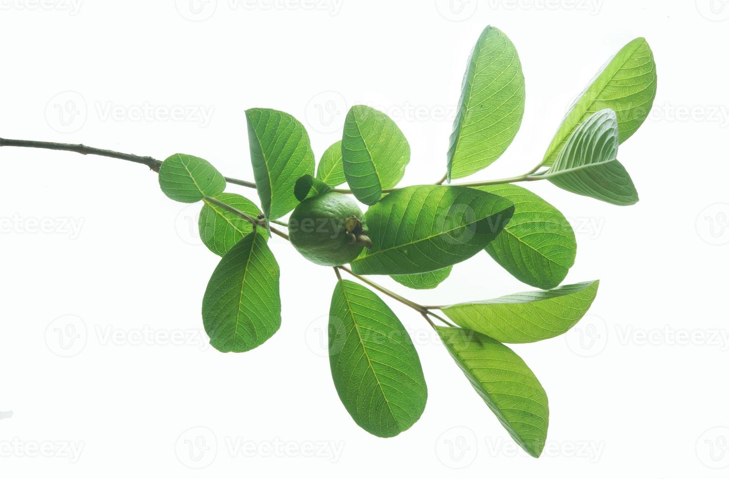 Guava leaves isolated on white background.  The name of the plant is Psidium guajava. photo