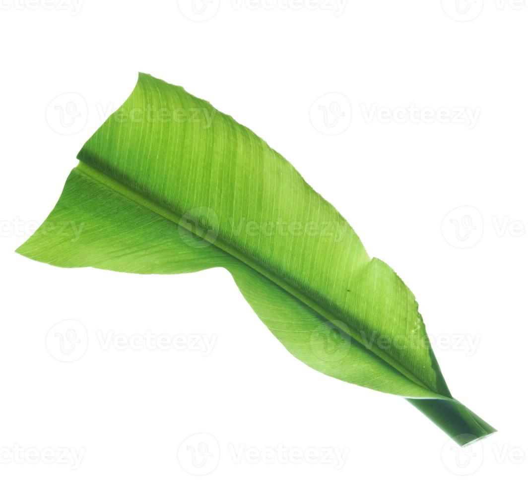green banana curly leaf isolated on white background. photo