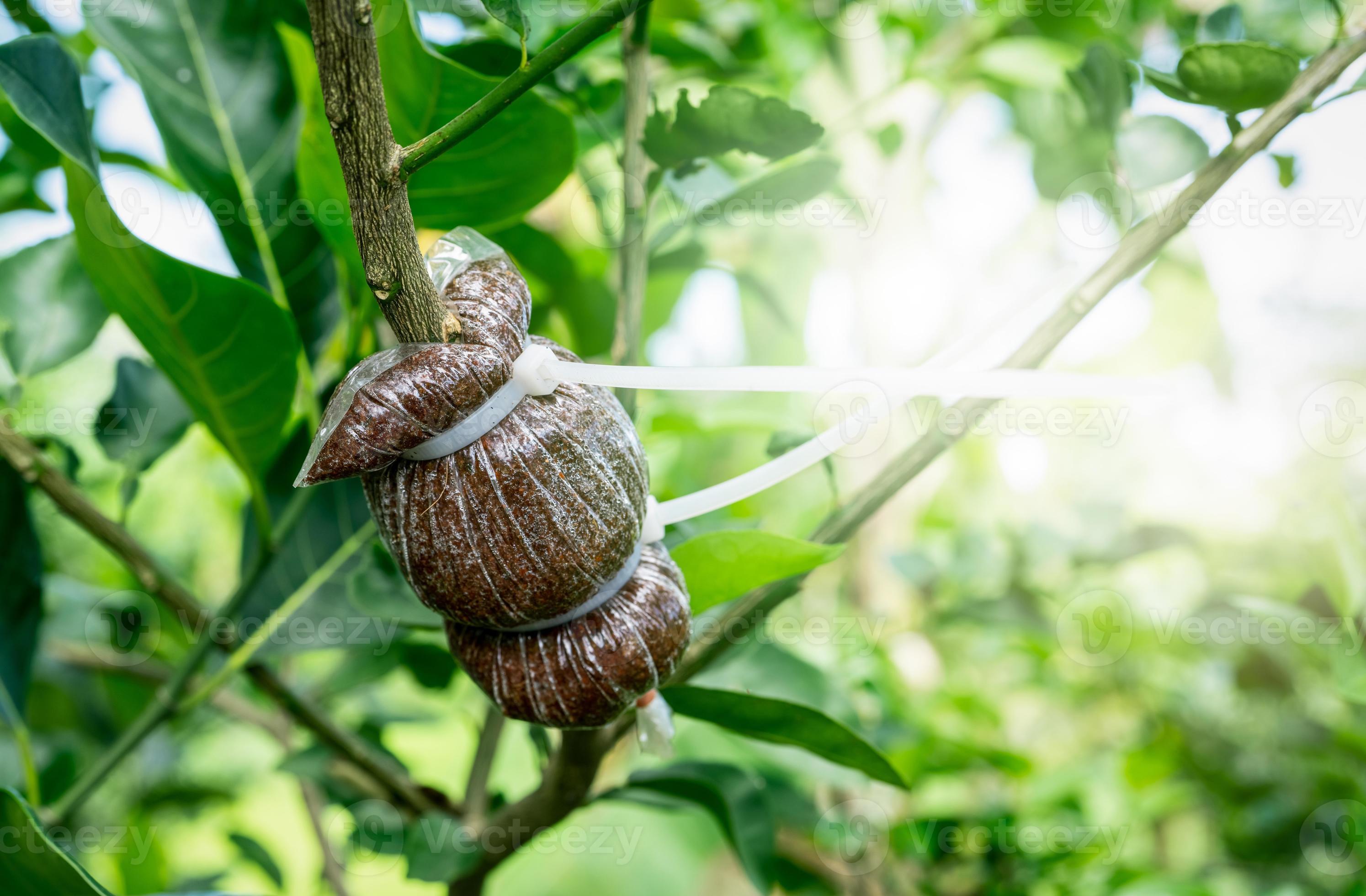 Air layering a pomelo tree branch in an organic garden. Air layering