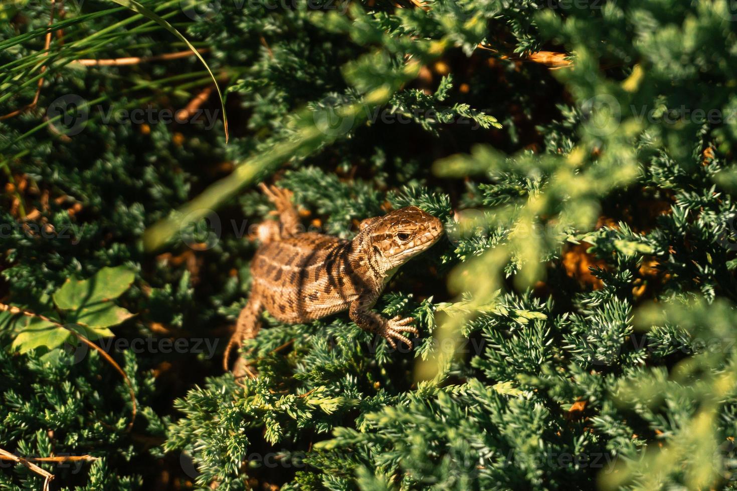 closeup lizard sits in green grass photo