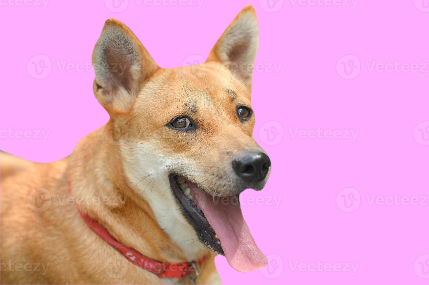smiling brown dog with clipping path photo