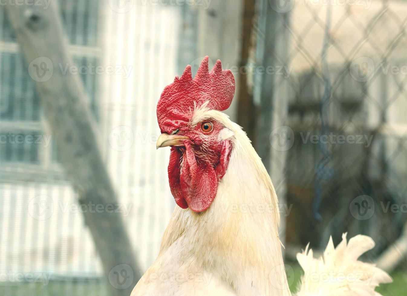 white rooster with a large bright red comb portrait in profile photo