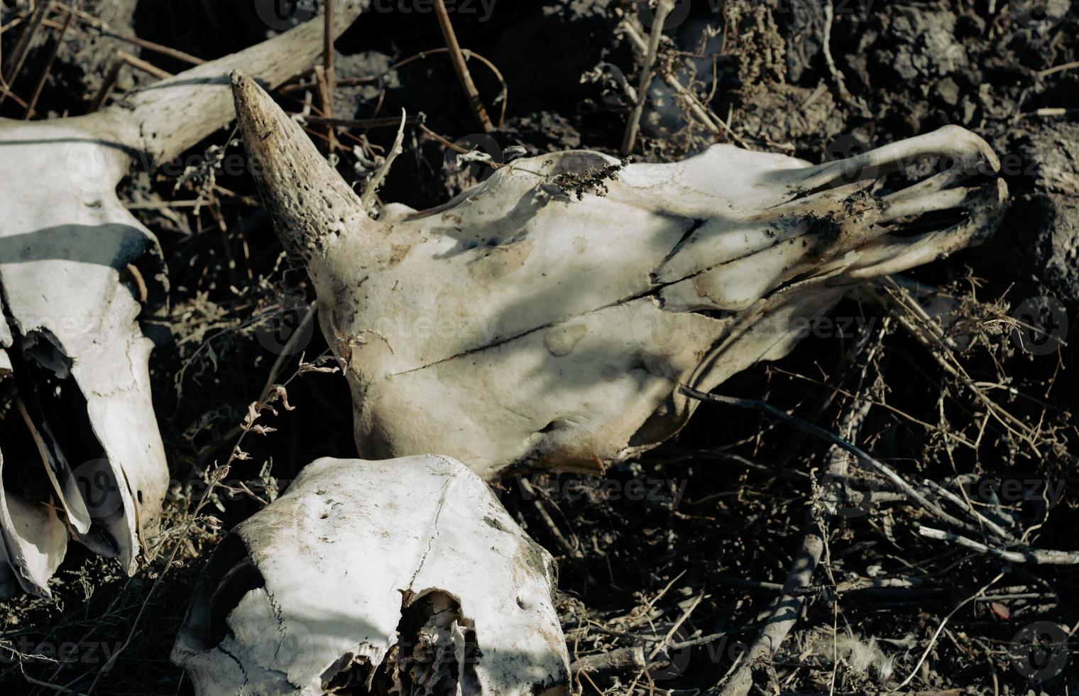 white cow skulls with horns lie in the grass. photo with slaughterhouse waste