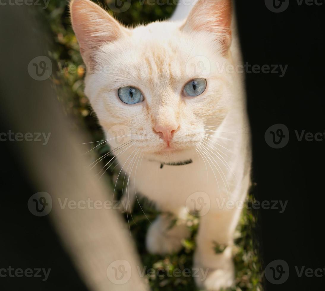 white cat with ginger nose and ears and sky blue eyes looks through the gap between the wooden bars of the garden gate photo