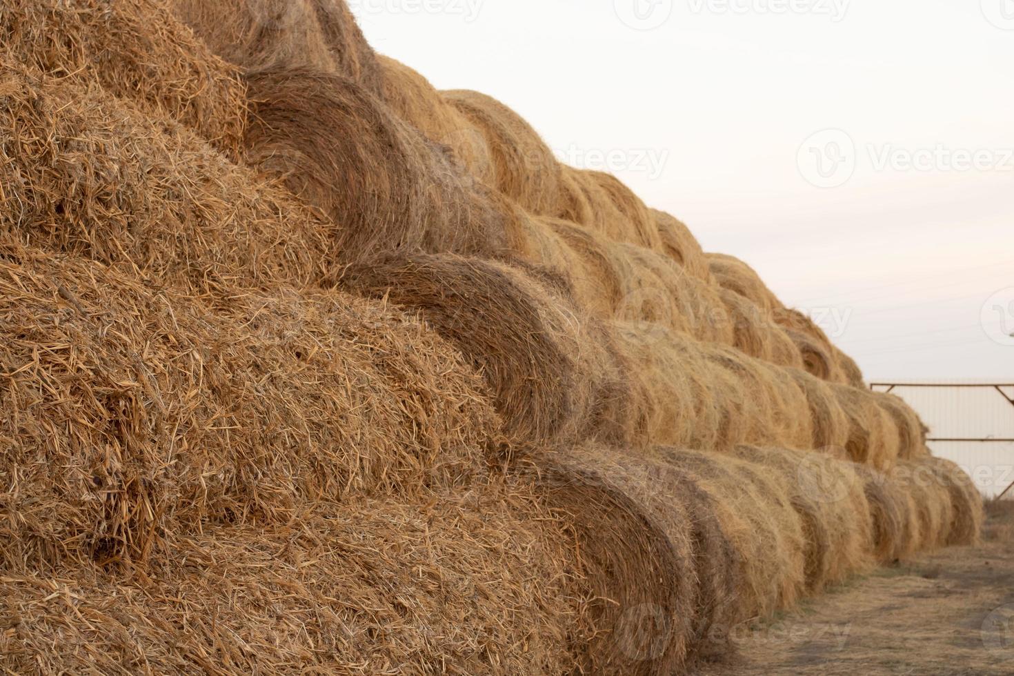 stacks of hay and straw stacked on top of each other in long row photo