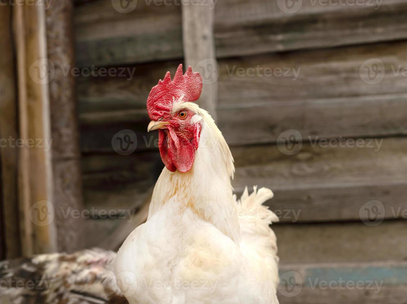 portrait of a white rooster with a menacing look against the background of a wooden fence. profile of an adult male hen photo