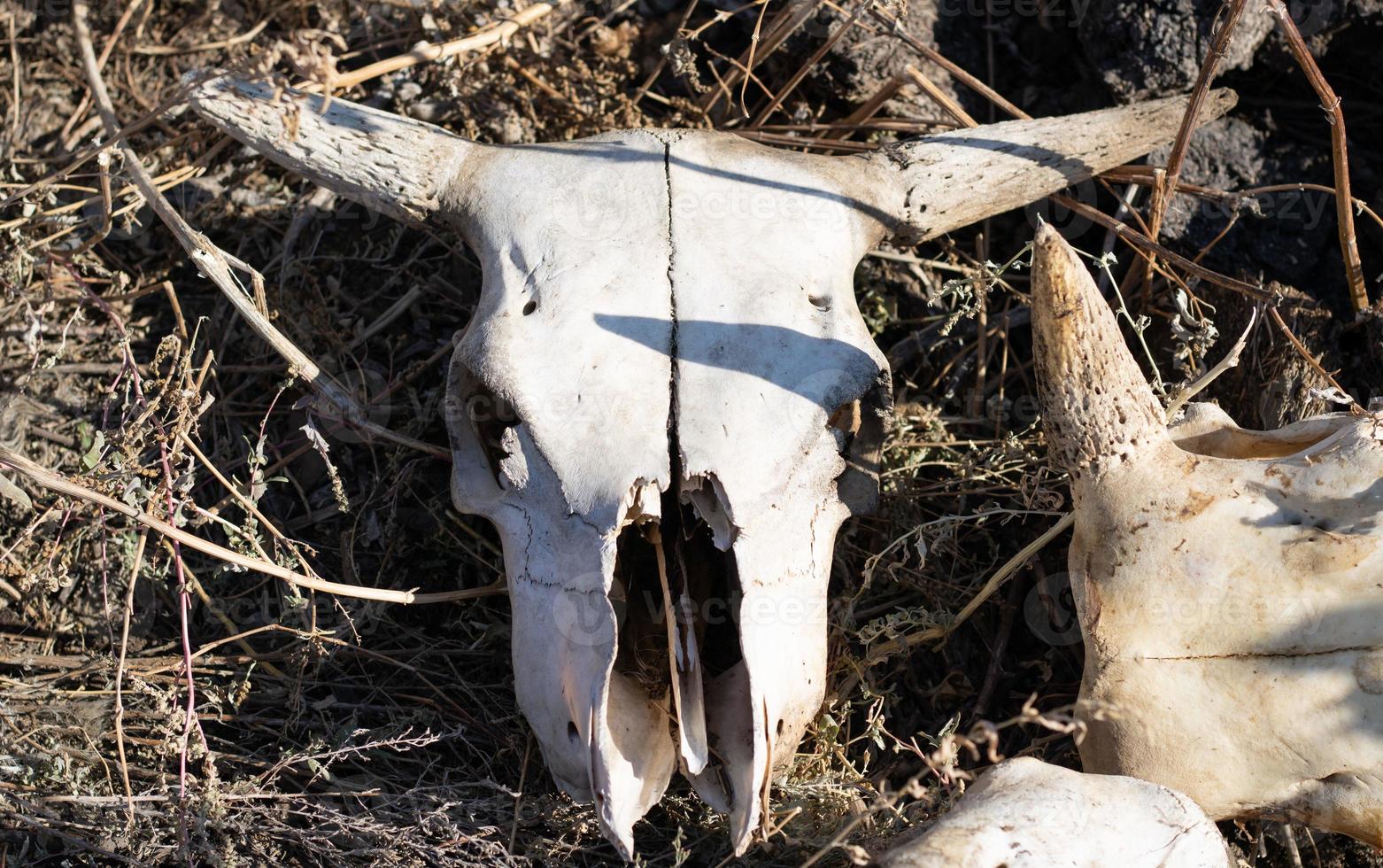 cow skull lies in the grass. short horns on a cow skull photo