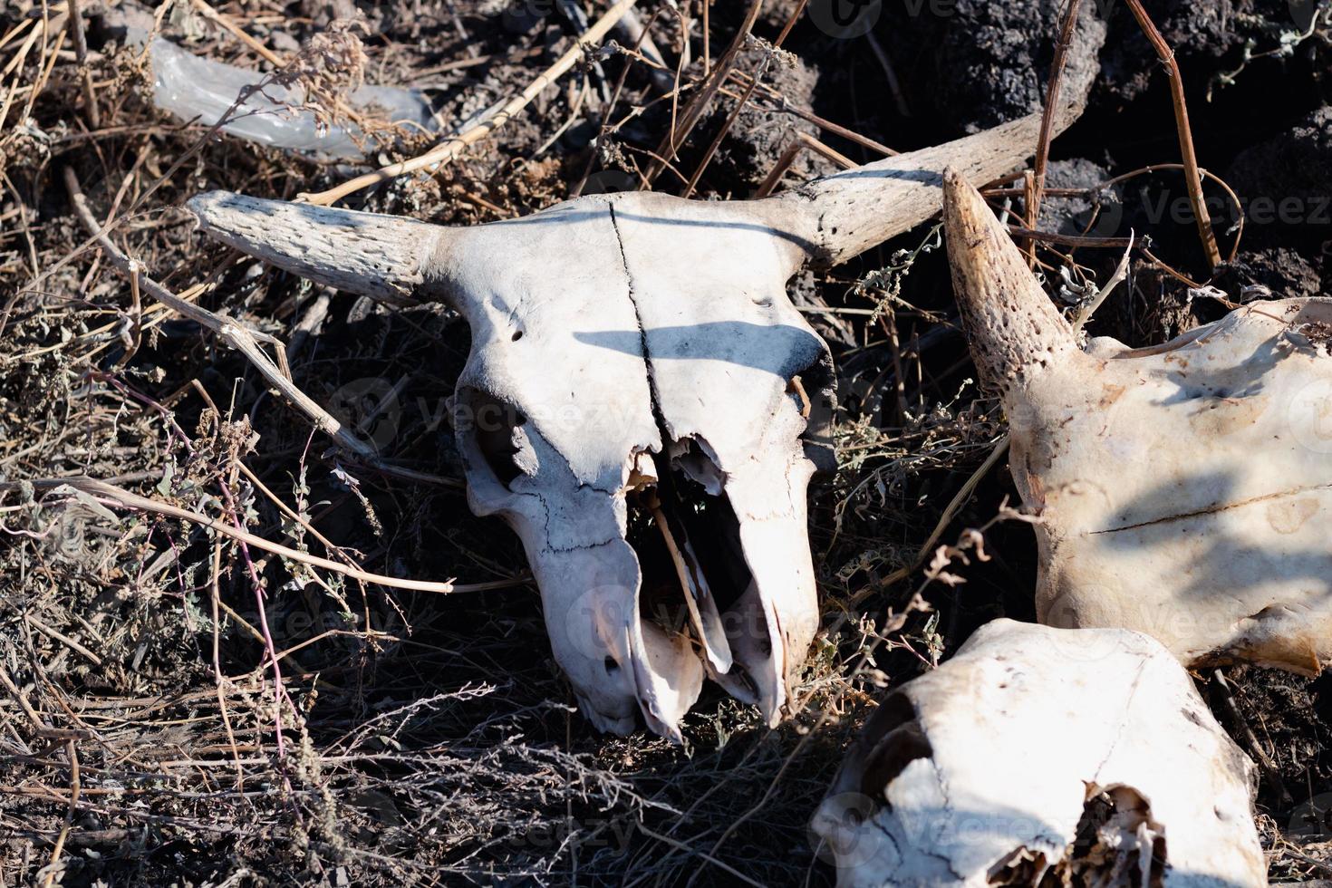 white cow skull with horns lies in the grass among other bones. concept of death, slaughterhouse waste and waste, boho and occult style photo
