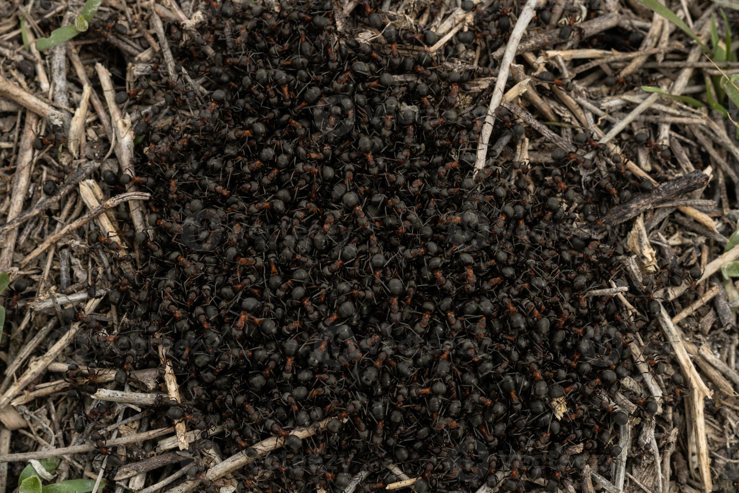 cluster of burrowing red brown ants 16345145 Stock Photo at Vecteezy