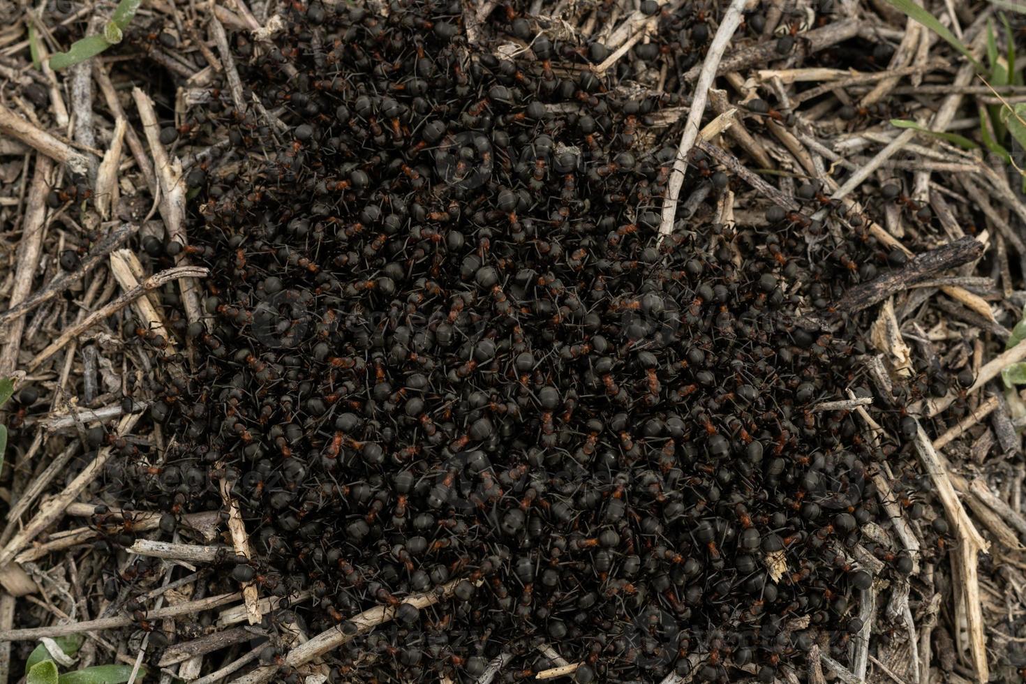 cluster of burrowing red brown ants photo