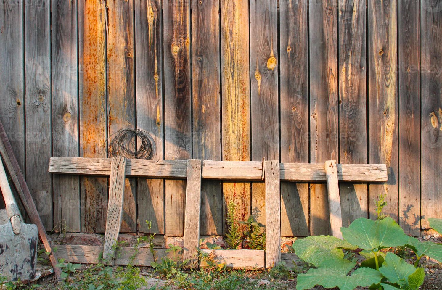 short thick wooden ladder is leaned on wooden shed fence next to it there is dirty shovel and an iron scrap, twisted wire on carnation and blooming pumpkin bush photo