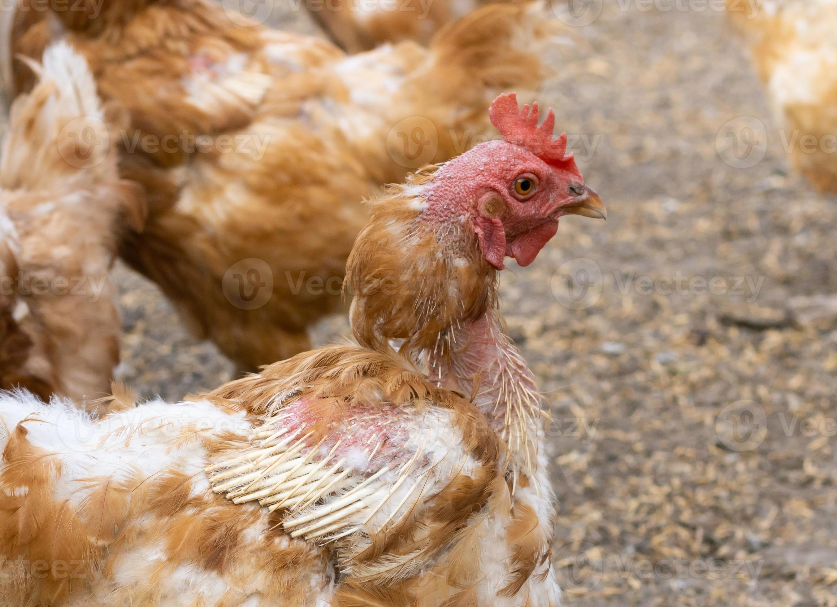 old ginger hen with bald patches on head, neck and cut off wings