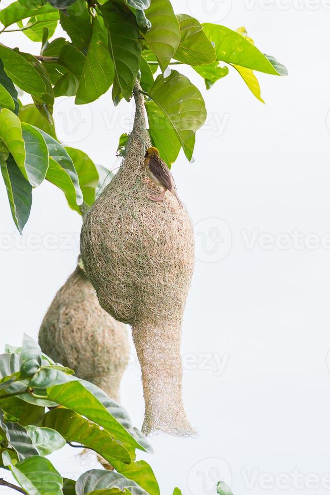 Baya weaver bird nest on tree photo