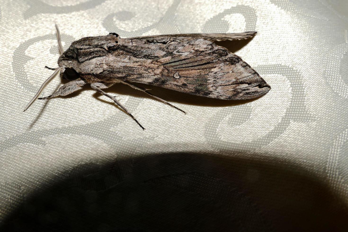 Large moth insect photo