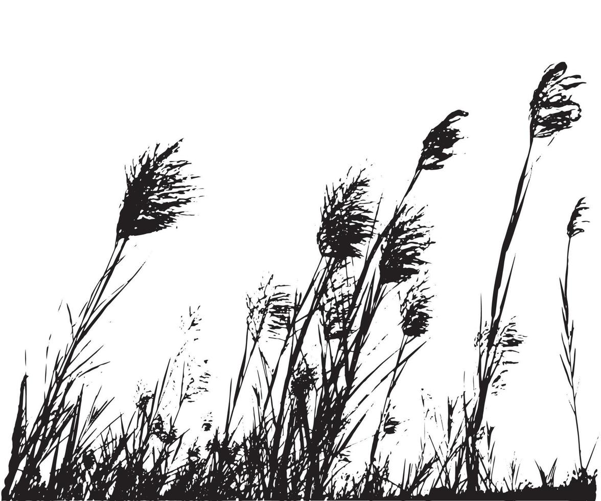 Trees Saccharum spontaneum flowers or kashful silhouette vector artwork illustrations