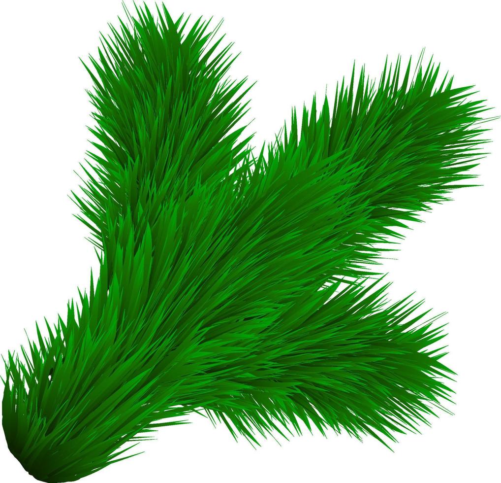 Pine tree branch. Vector Christmas tree isolated