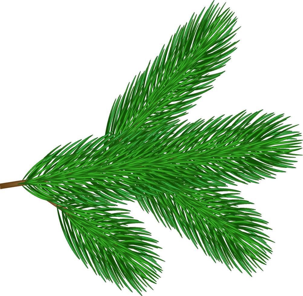 Pine tree branch. Vector Christmas tree isolated