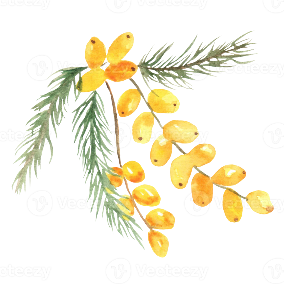 Watercolor a sprig of sea buckthorn berries with leaves png