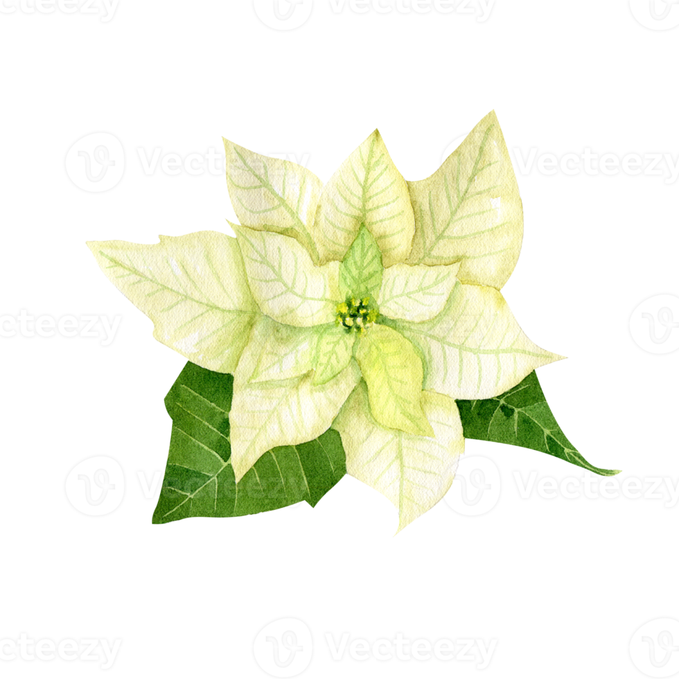 Watercolor white poinsettia. Christmas star flower png