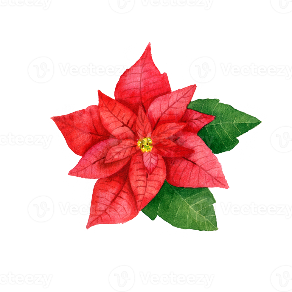 Watercolor red poinsettia. Christmas star flower png