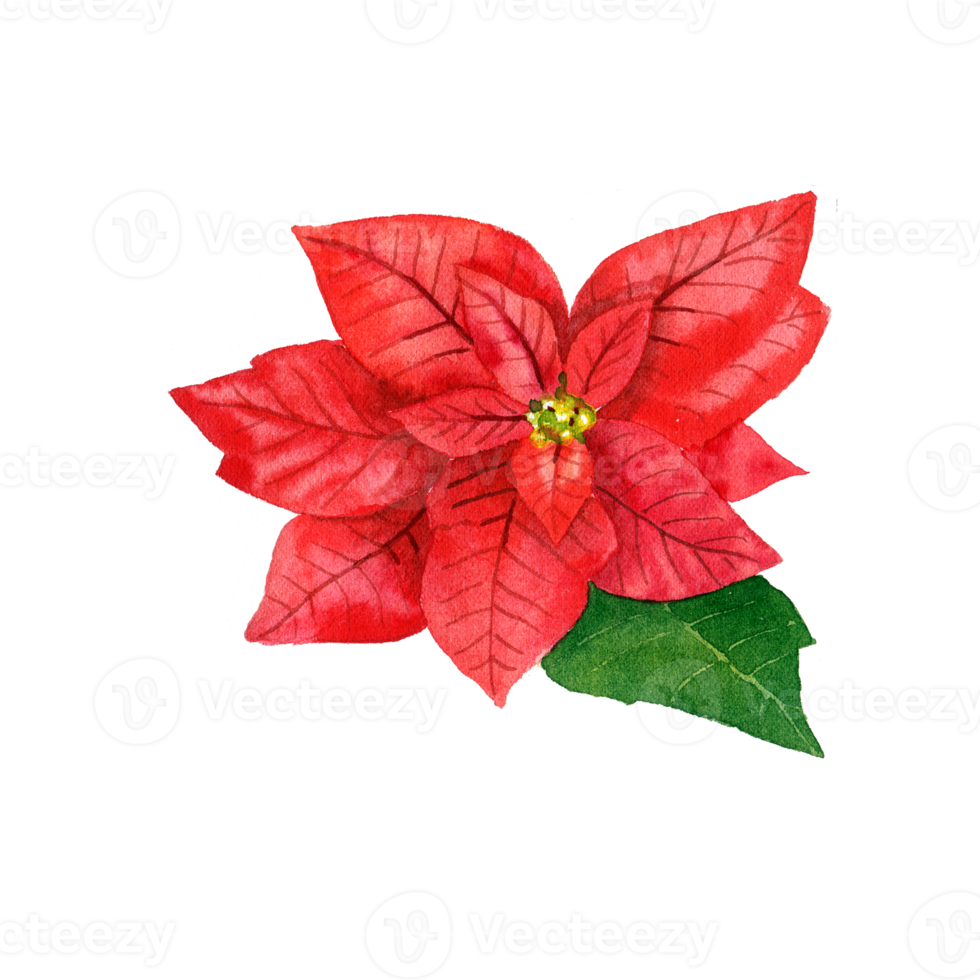 Watercolor red poinsettia. Christmas star flower png