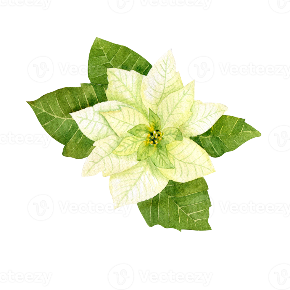 Watercolor white poinsettia. Christmas star flower png