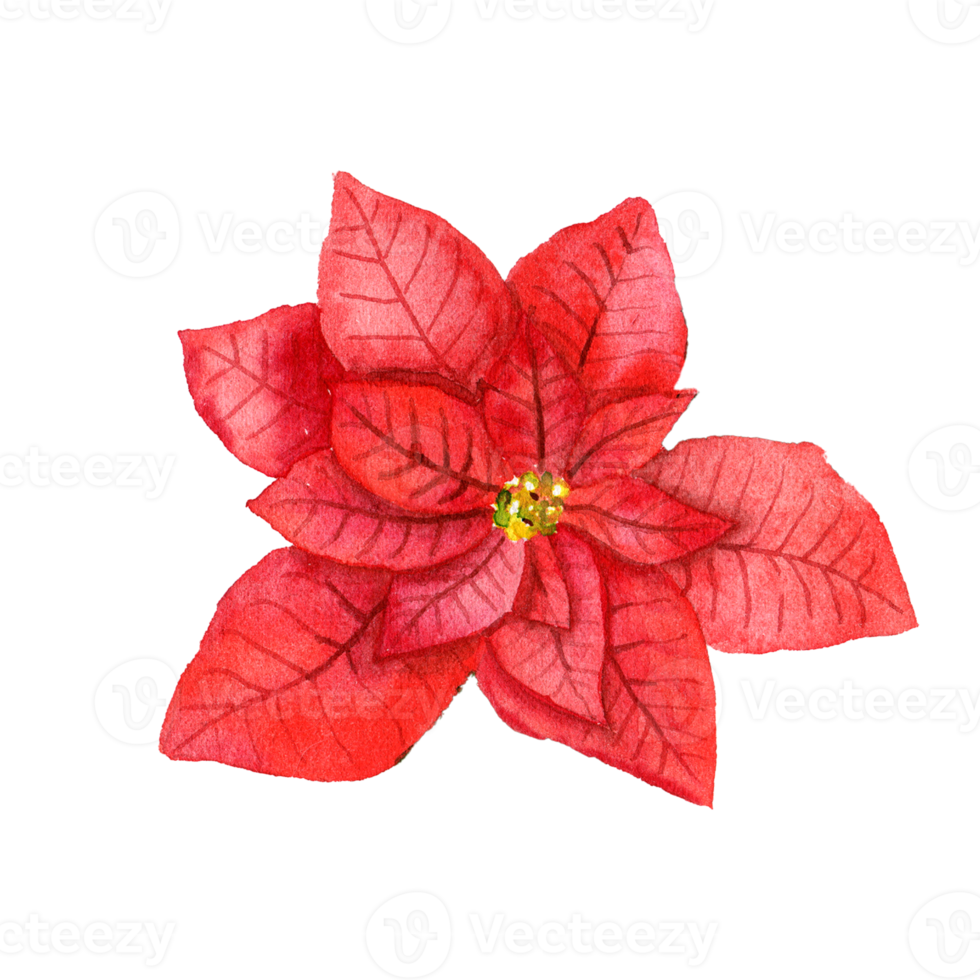 Watercolor red poinsettia. Christmas star flower png