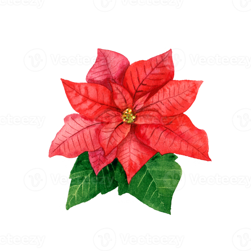Watercolor red poinsettia. Christmas star flower png