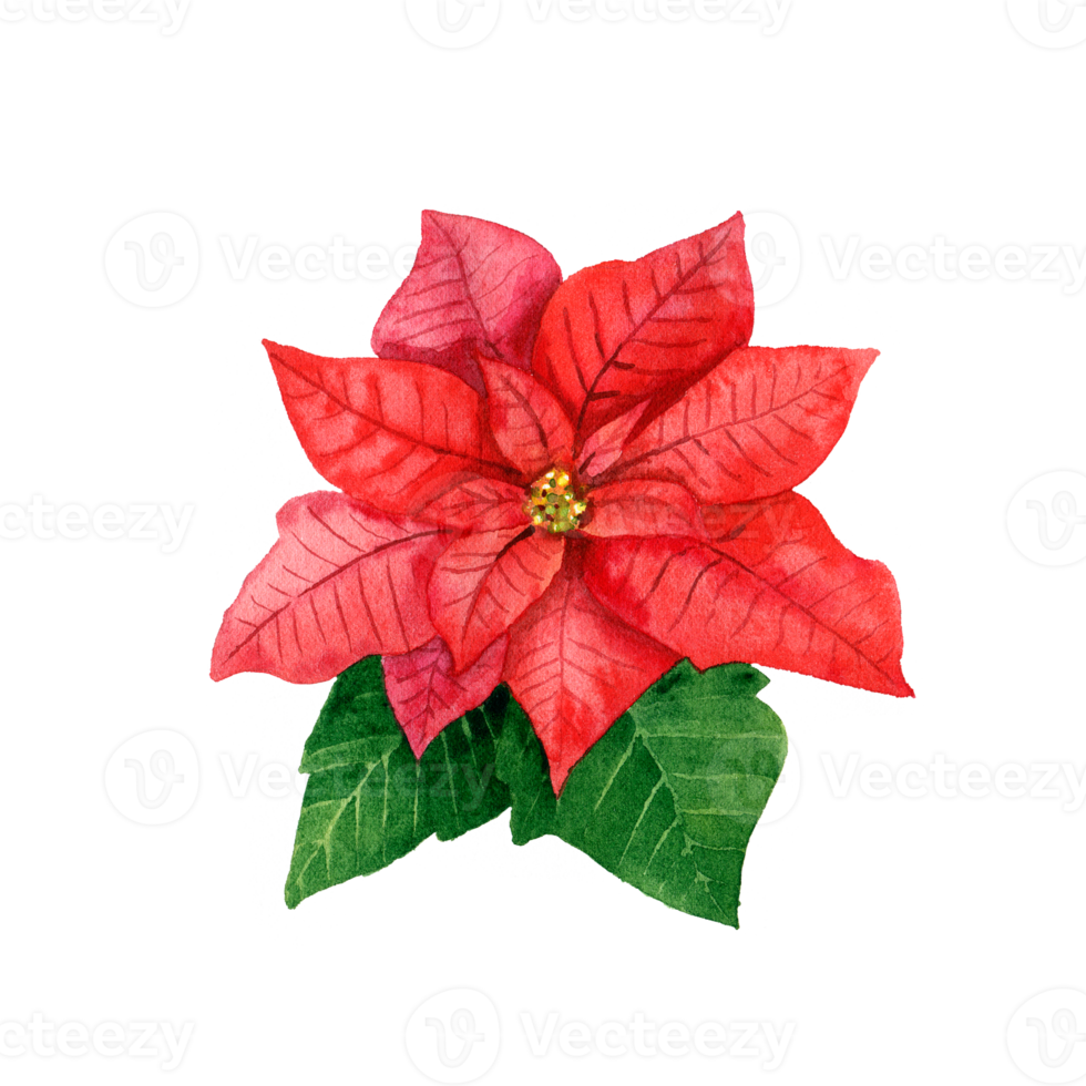 waterverf rood kerstster. Kerstmis ster bloem png