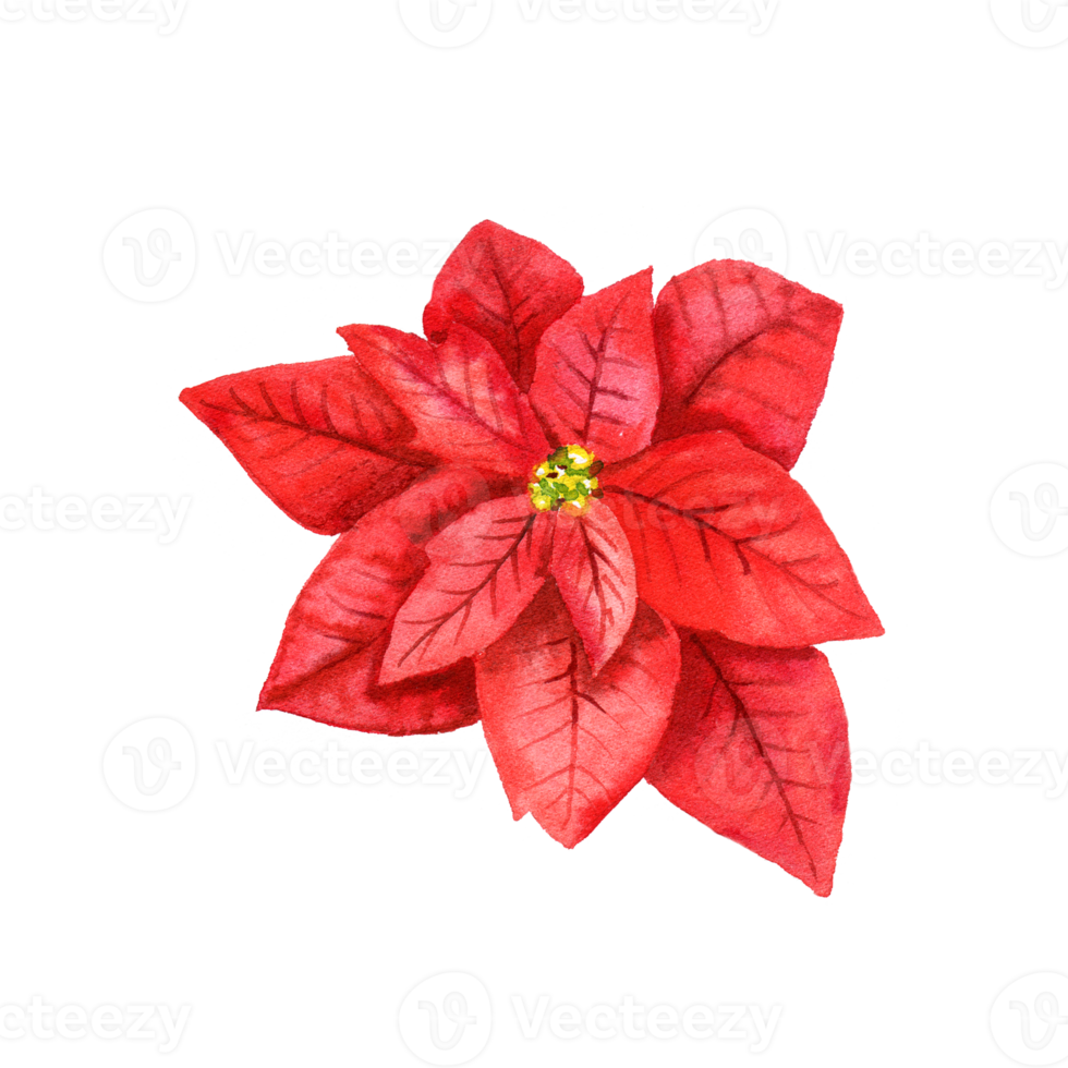 Free flor de pascua roja acuarela. flor estrella de navidad 16350226 PNG  with Transparent Background