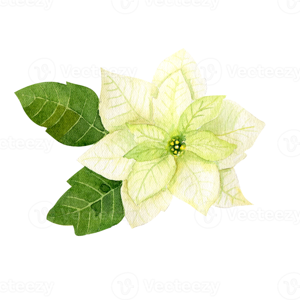 Watercolor white poinsettia. Christmas star flower png