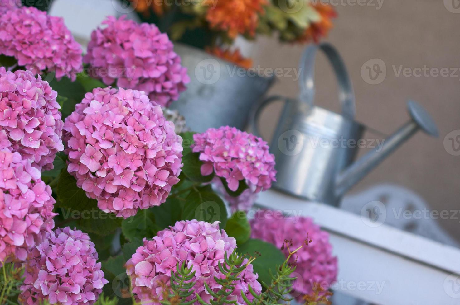 Beautiful Hydrangea Blossoms photo