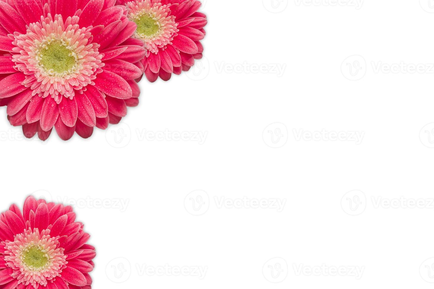 Bright Pink Gerber Daisies with Water Drops on White photo